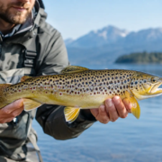 Fischkunde Bayern: Fische sicher bestimmen